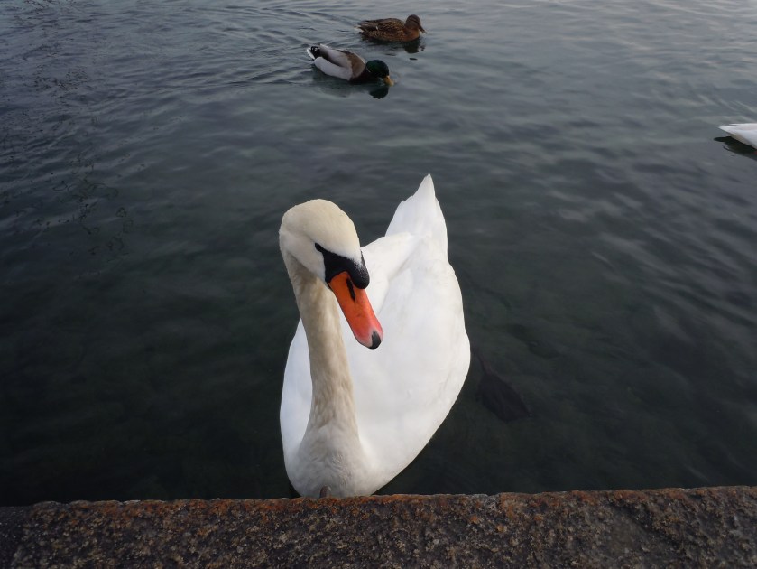 A Swiss Swan... the 'wild life'.